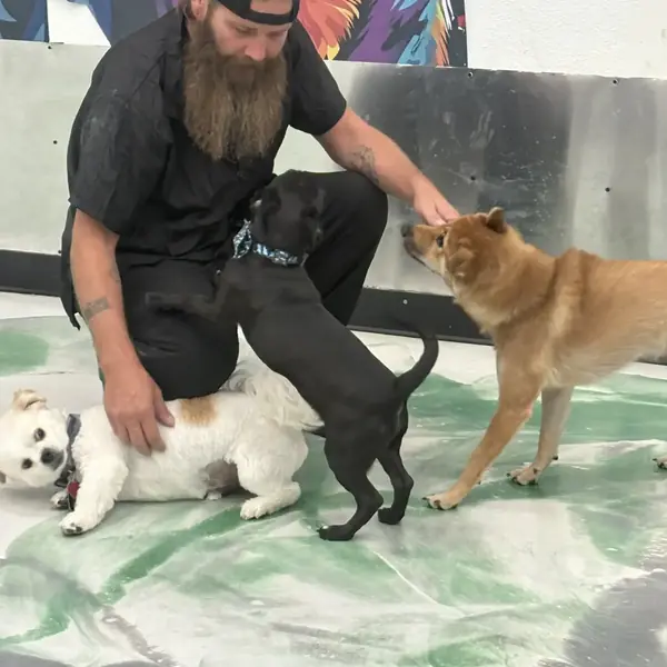 Dog daycare playtime at K9 Rox Club